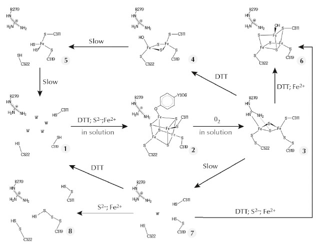 Postulated Fe-S cluster degradation pathway based on our different TmHydE crystal structures