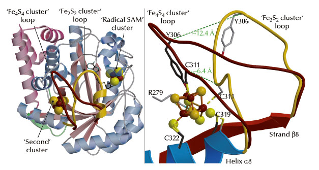 Structural differences between the Fe4S4 and Fe2S2 cluster-containing TmHydE proteins