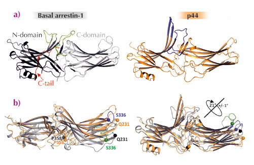 Structural differences between basal arrestin-1 and p44