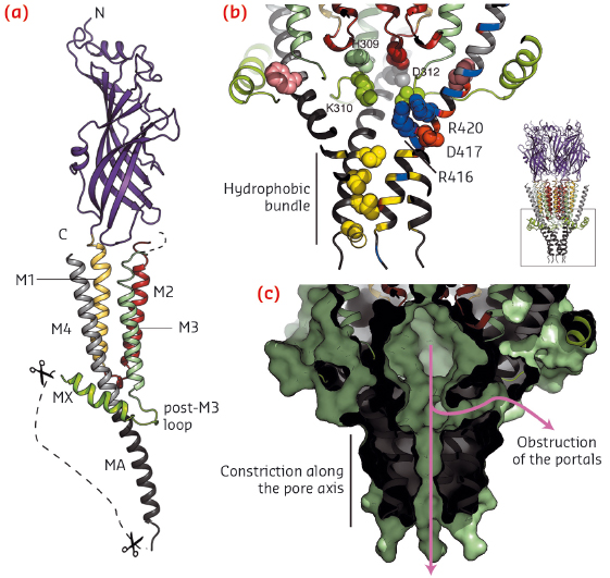 View of one subunit of the split 5-HT3A receptor 