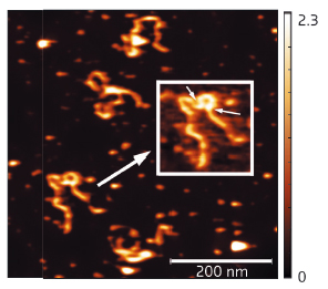 AFM results showing full length SEP3 in complex with a 1-kb DNA fragment