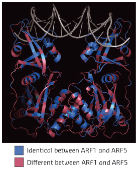 Structure of Arabidopsis thaliana ARF1 protein dimer in complex with DNA oligonucleotide