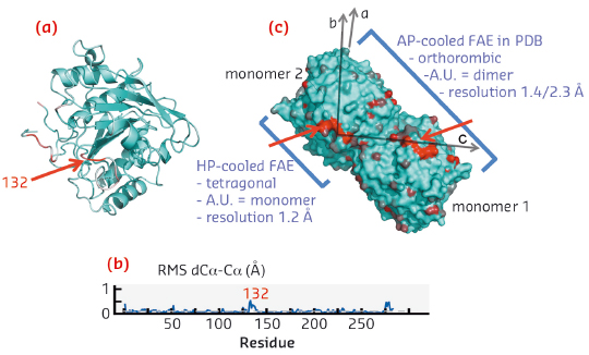 Ribbon representation of the structure of the HP-cooled protein FEA
