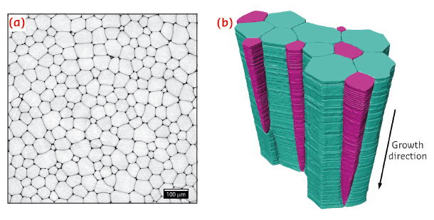 Representative 2D microtomography section obtained perpendicular to the growth direction of the prismatic layer. 