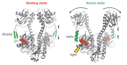 Crystal structures of the resting and active state of the phytochrome fragment