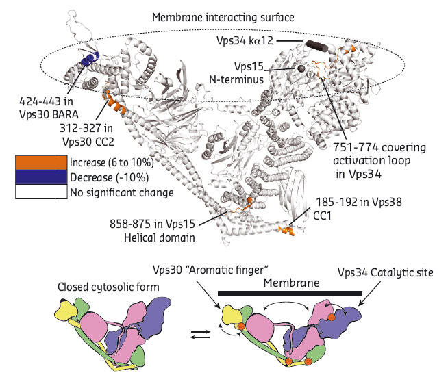 Dynamics of Vps34 complex II on membranes