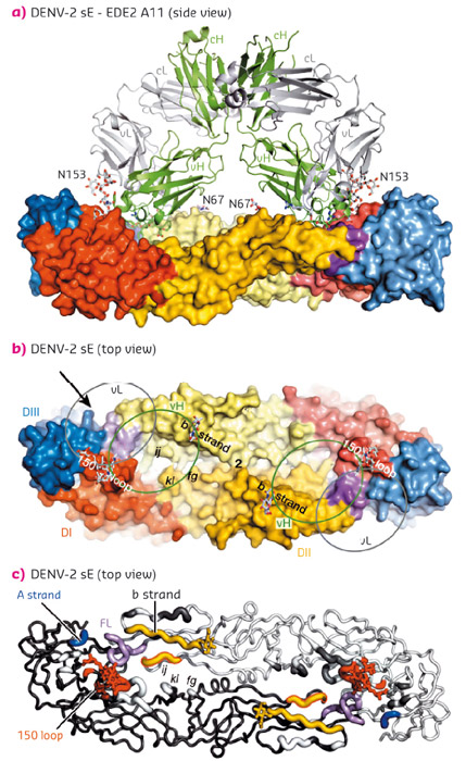 Interactions between the bnAbs and dengue virus protein E dimers