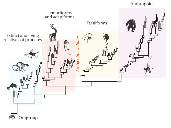 Summary phylogenetic tree showing Archicebus achilles as the most basal taxa of tarsiiform primates