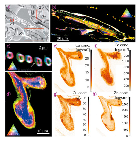 Optical image of an unstained thin section of gill tissue of D. magna and elemental distribution maps