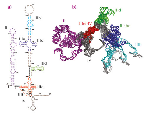 Secondary structure of hepatitis C virus internal ribosome entry site