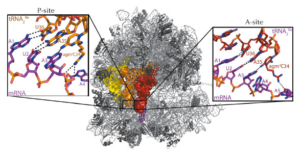 crystal structure of the 70s ribosome with mRNA coding for two tRNA2Ile