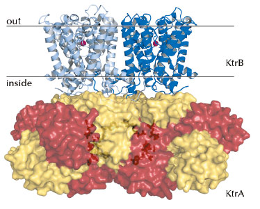 Crystal structure of the KtrAB K+ transporter of Bacillus subtilis