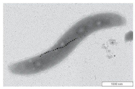 A magnetotactic bacterium with its intracellular magnetosome organelles