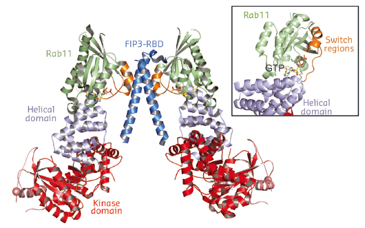 structure of PI4KIIIβ in complex with Rab11