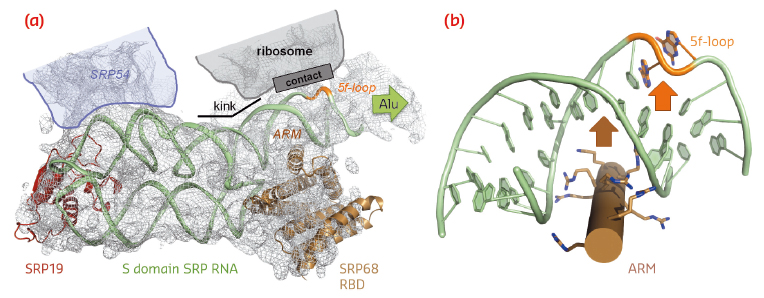 SRP RNA remodelling by SRP68-RBD