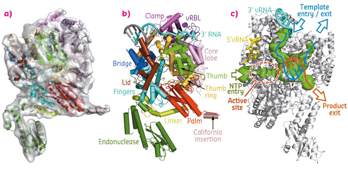 3D reconstruction of the LACV polymerase apo-L1750 by cryo-EM 