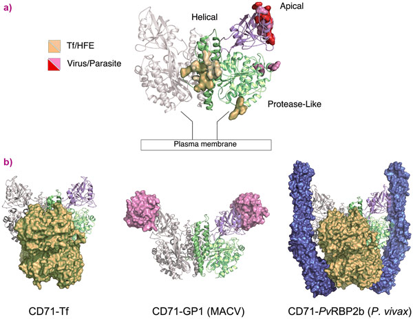 CD71 receptor: ligand recognition epitopes and binding modes.