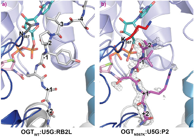 Crystal structures of OGT ternary complexes of the OGTWT and OGTN567K active site in complex with UDP-5S-GlcNAc and acceptor peptide.
